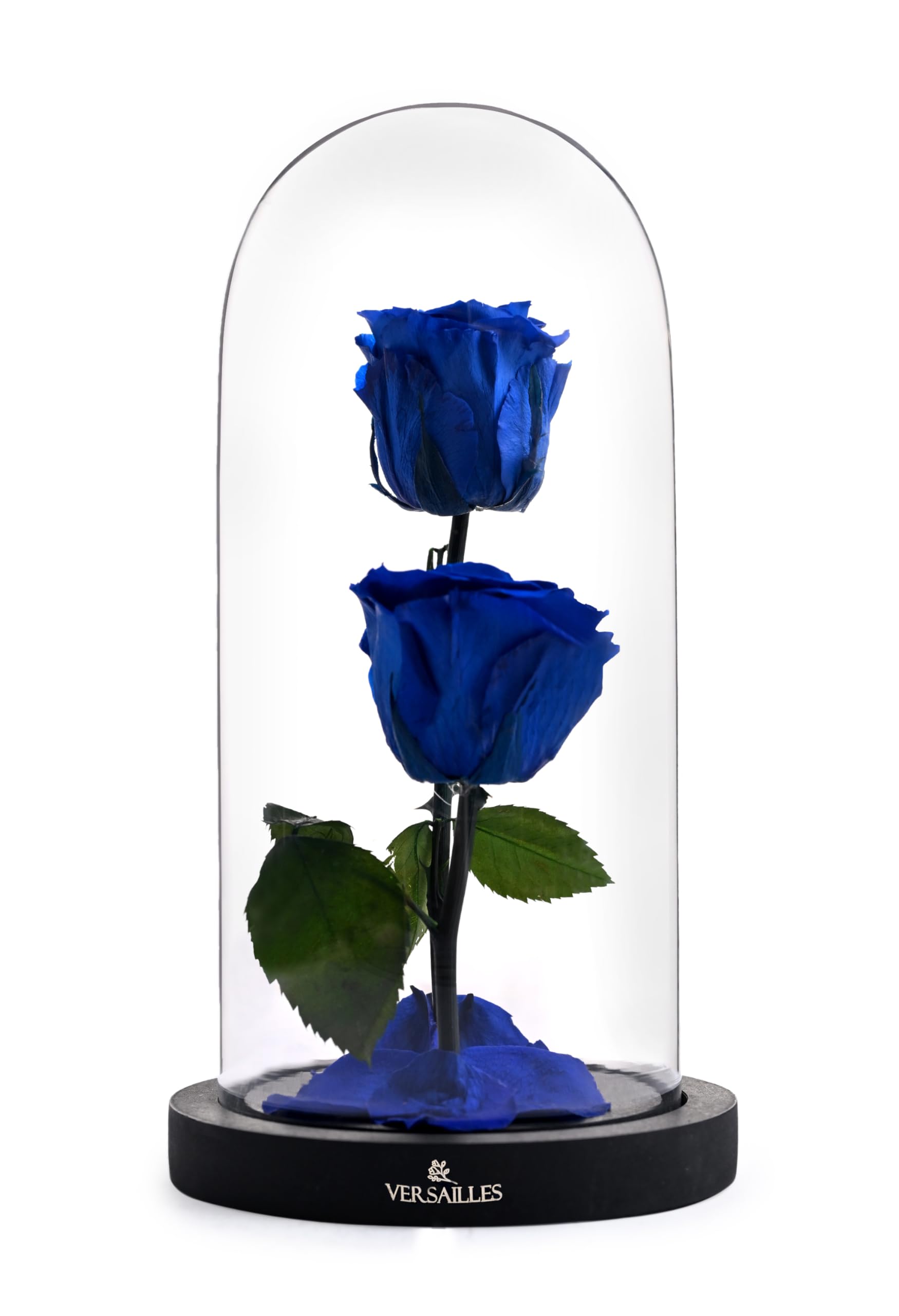 Versailles Eternal Double Blue Rose in Medium Glass Dome – Preserved Real Roses on Individual Stems with Fallen Petals – Luxury Handcrafted Beauty and the Beast Gift for Anniversaries, Birthdays-image-32
