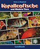 Korallenfische und Niedere Tiere