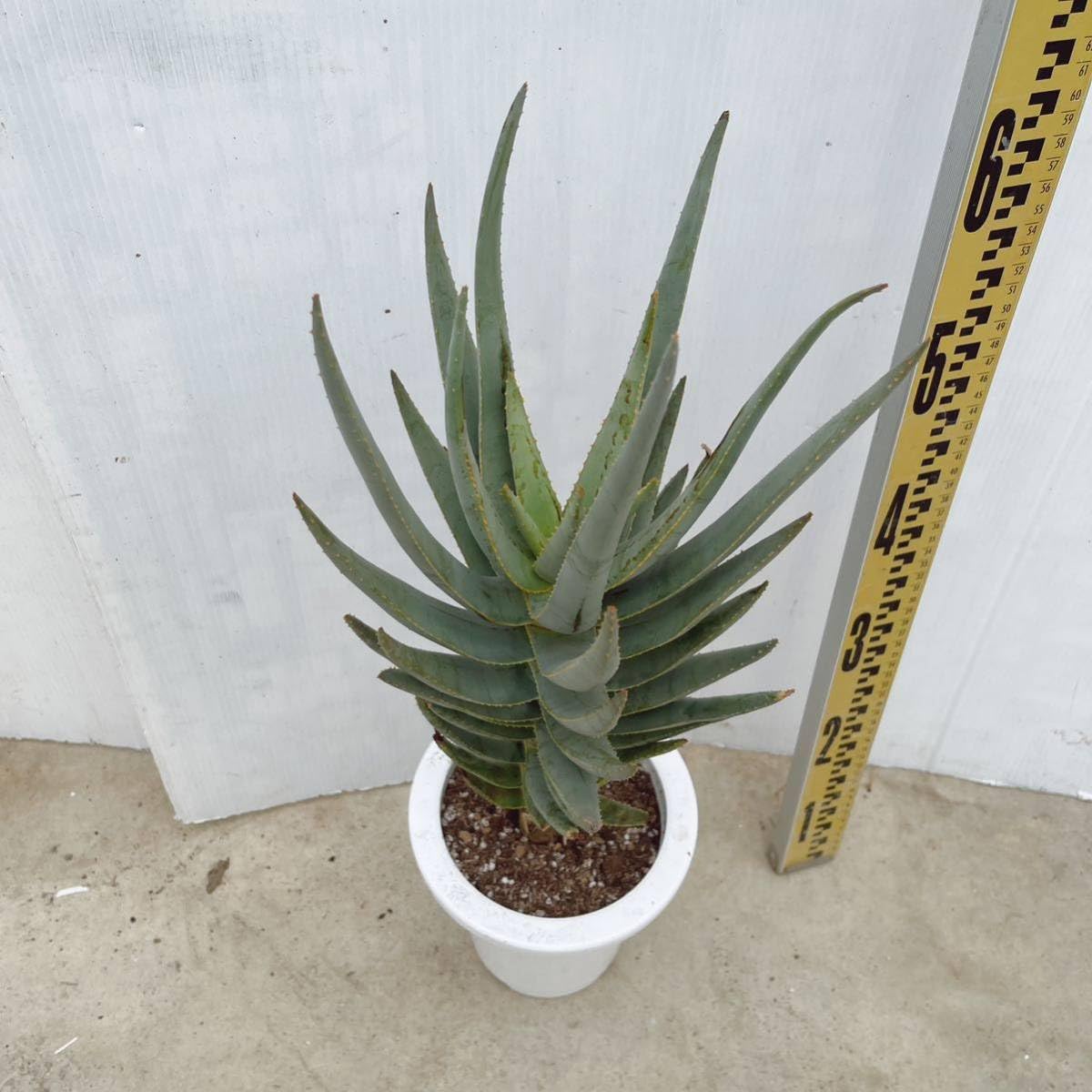 ③特大アロエ・ディコトマ 園芸ネット本店｜アロエ：ディコトマ3号