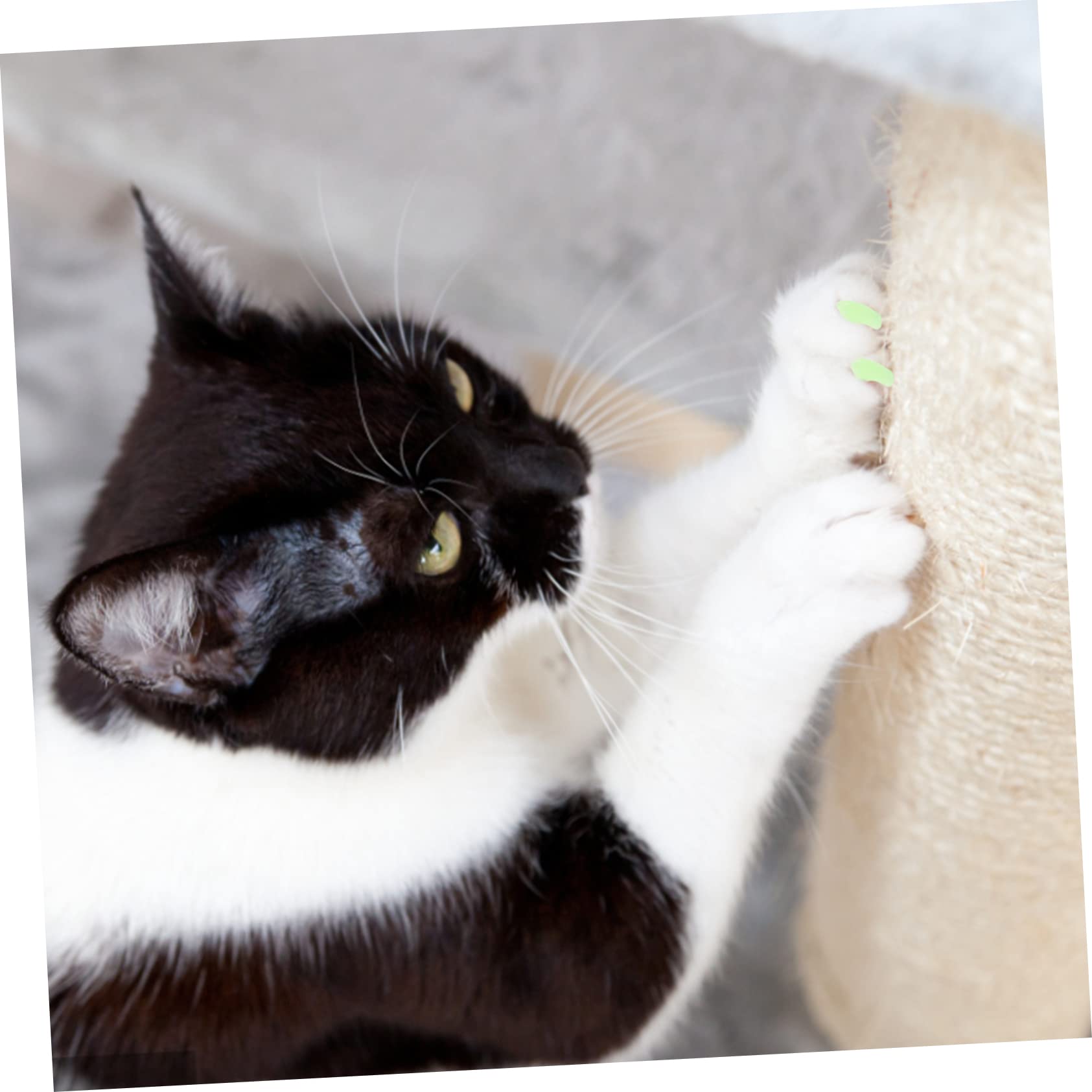 Mipcase 40sätze Pet Nail Covers Für Katzen Und Hunde Teiliges Aus Langlebigem Silikon Für Krallenschutz Und Möbelbewahrung Einfach Und Sicher Zu Tragen