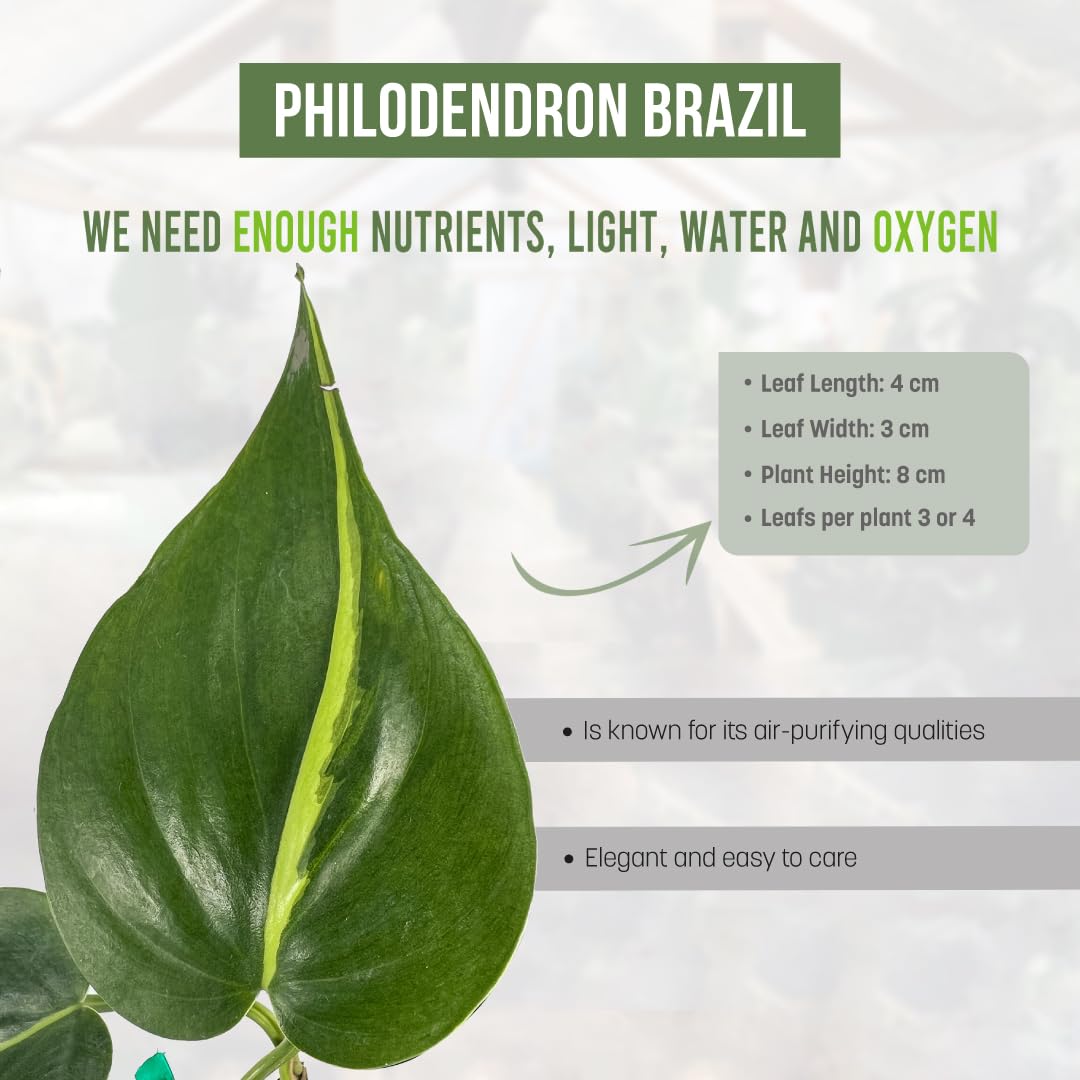 Amazon.com : LEAL PLANTS ECUADOR Philodendron Brazil (Pack of 2)|Golden Pothos  Brazil| Jade Pothos Brazilian Live Houseplants, Perfect for Home Decor,  Unique Gift for Plant Lovers : Patio, Lawn & Garden
