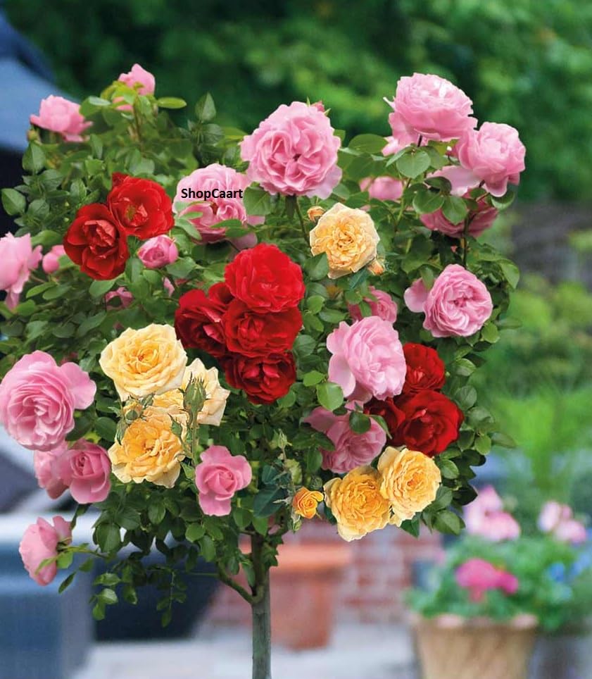 Multi Colour Grafted Rose Flower Healthy Live Plant (3 Colour in same Plant), Pack of 1 with a plastic grow bag, plant hight approx 15 inch (B0CZ14CTT7) Amazon Price History, Amazon Price Tracker