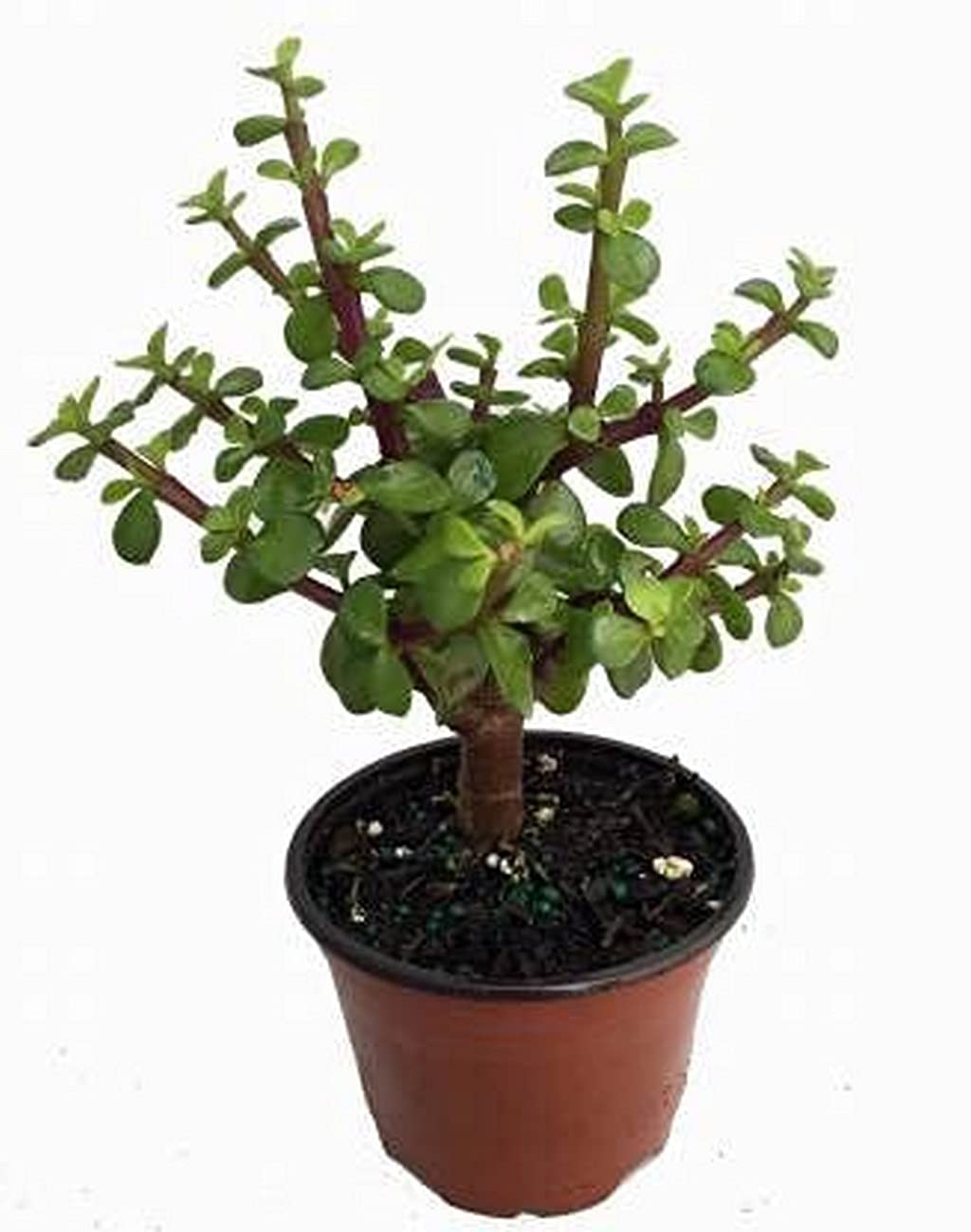 See full amazon price history chart for Creative Farmer Plant For Study Table Indoor Crassula Good Luck Button Jade Artificial With Pot Plants (Healthy Live Plant), (PLANT-351-JADE|251|199@) Creative Farmer Plant For Study Table Indoor Crassula Good Luck Button Jade Artificial With Pot Plants (Healthy Live Plant), (PLANT-351-JADE|251|199@) (B09L53VVYK) Amazon Price History, Amazon Price Tracker