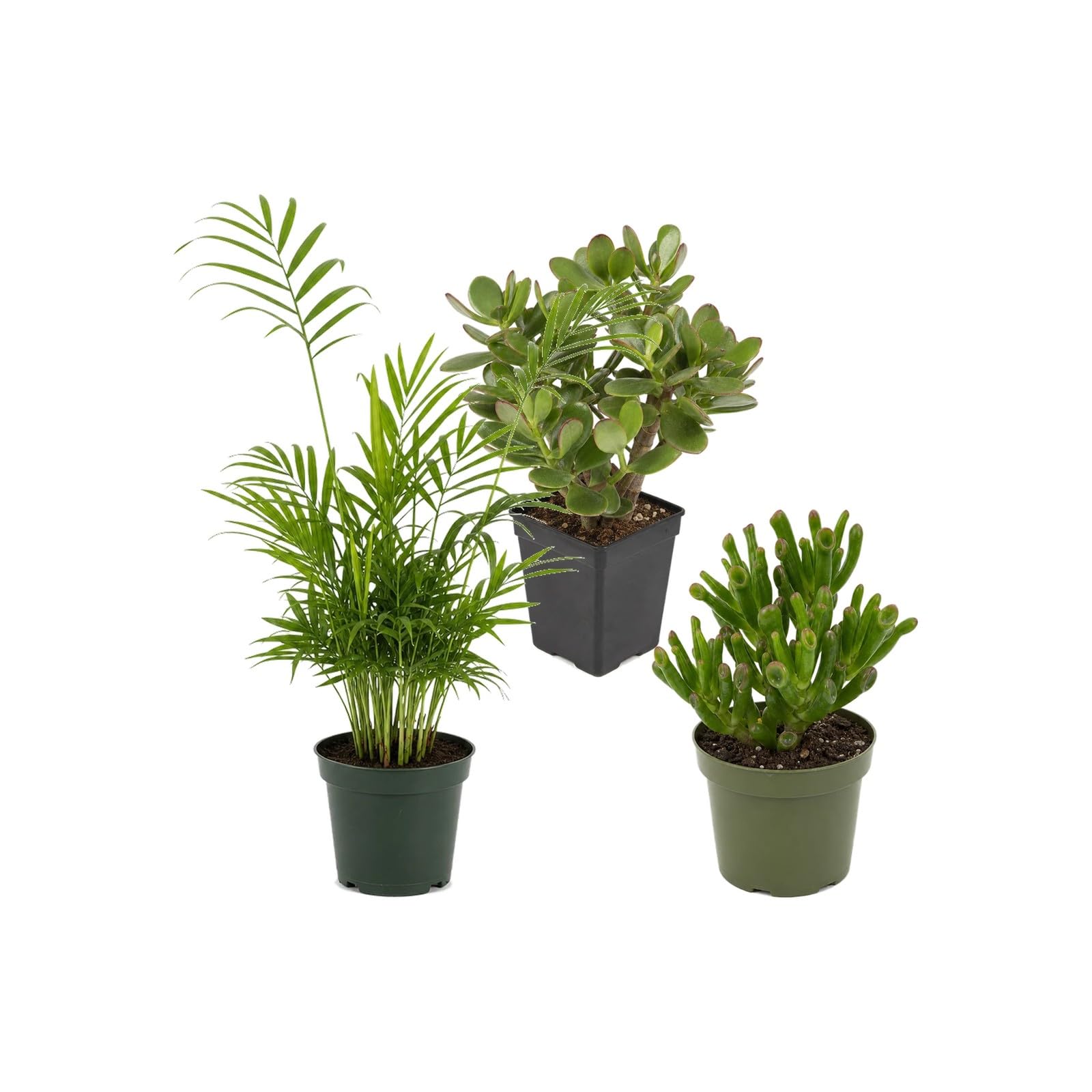 Pack 3 Plantas: Planta de Jade, Palma de Salón y Jade Gollum DECOALIVE