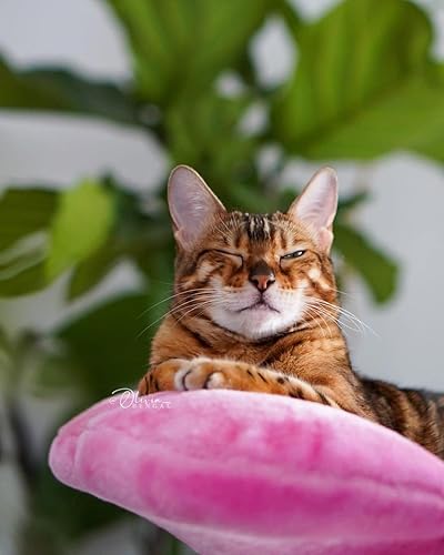 Miniatura 6 de KBSPETS Árbol floral de madera para gatos, torre de gato de madera, casa moderna para gatos, muebles de gato, regalo para gatos, condominio de lujo