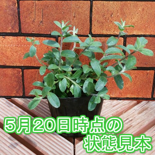 Amazon | エボルブルス アメリカンブルー 2株セット 病害もなく水だけ