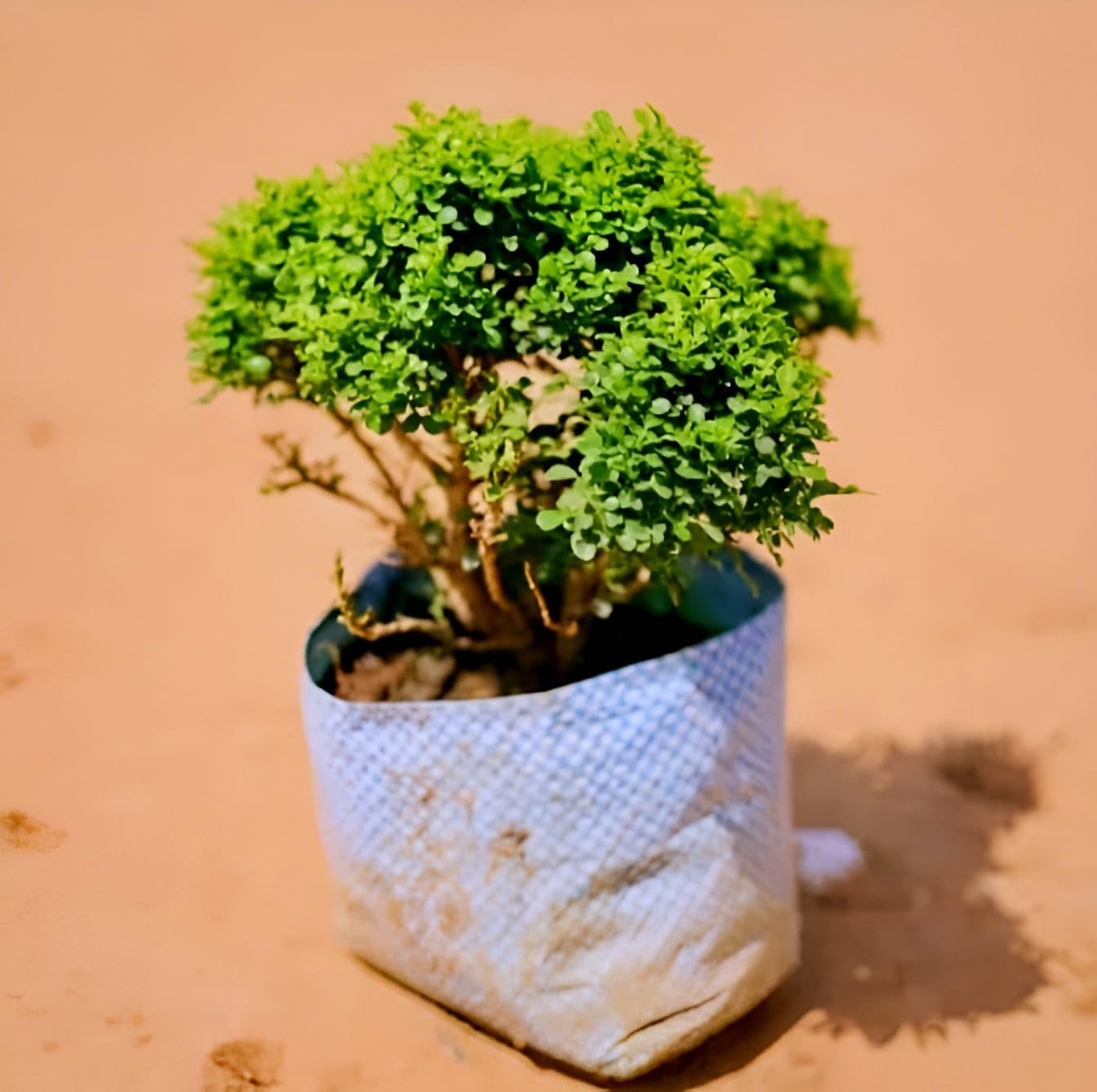 Hidden Enterprise Beautiful Bonsai Live Plant Tree| For Home Decoration, Office Decoration| All Time Healthy Live Table Kamini Plant| Home Gardening, Outdoor & Indoor Live Plants| Easy to Maintain-image-36