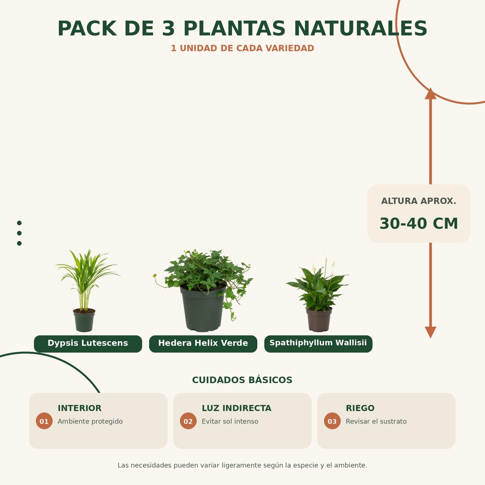 DECOALIVE Pack 3 Plantas Naturales: Palma Areca, Hiedra Verde y Espatifilo