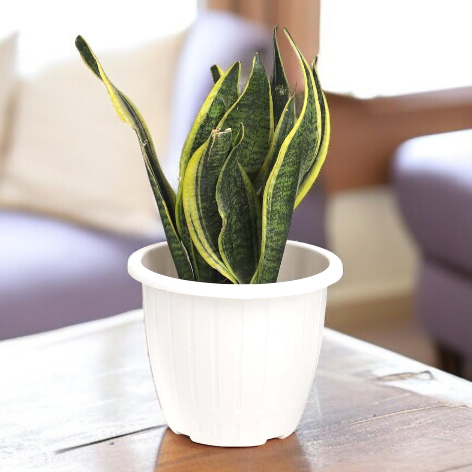 White Flower Pots - 6 Pack for Gardening -2 White Flower Pots - 6 Pack for Gardening -2
