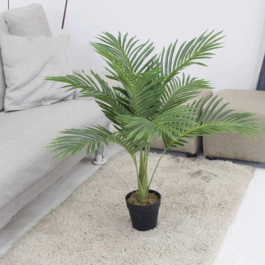 Buy Creative Farmer Areca Palm (Dypsis Lutescens) Office Plants Live