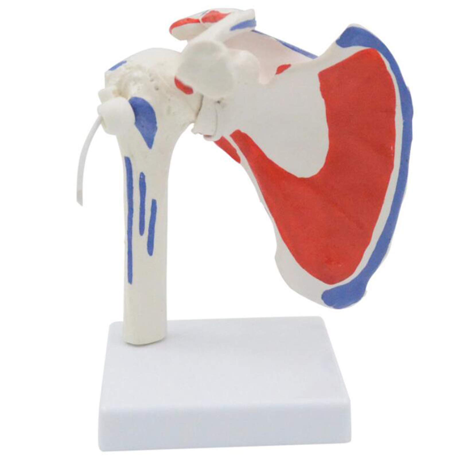Sjdopulse A Educational Model Shoulder Joint Model - Human Shoulder Joint Model With Muscle Start Nd End Points - Medical Natomical Shoulder Joint - Rticulated With Detachable Nd Flexible Ligaments ( )