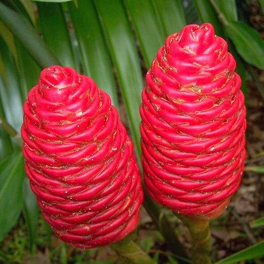 Aiden Gardens Rare Shampoo Ginger Zingiber zerumbet Malay Ginger Bitter Ginger Pinecone Ginger 6 Bulbs For Planting (B0CDRF9318) Amazon Price History, Amazon Price Tracker