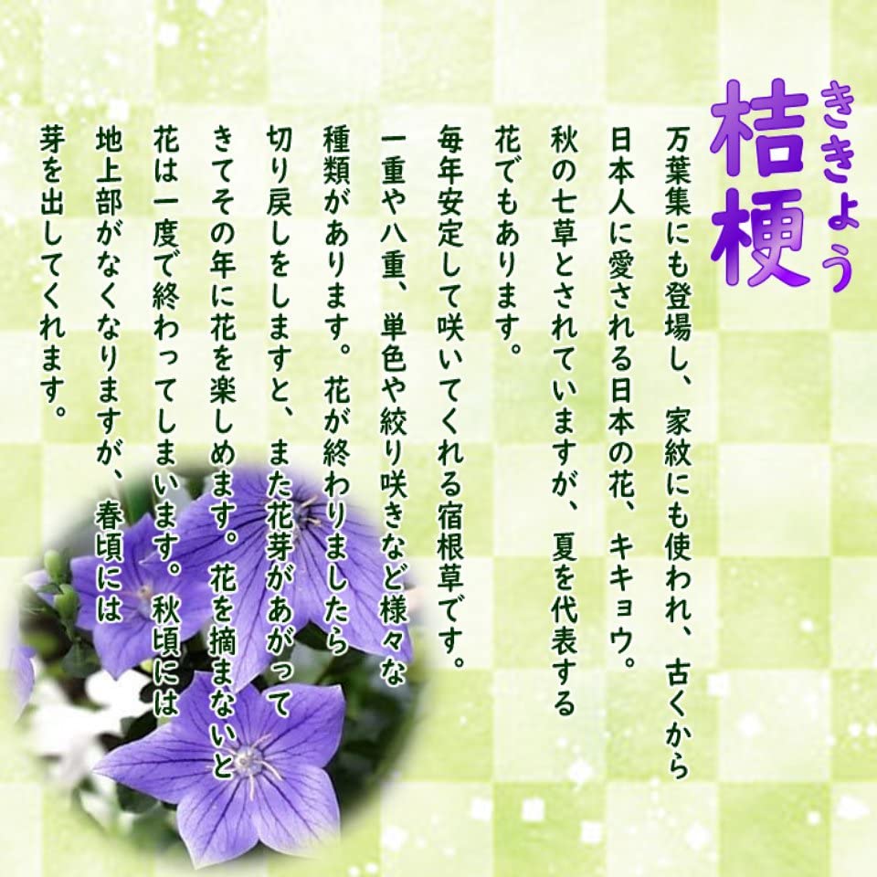Amazon.co.jp: 【花終わり】桔梗 キキョウ 【 あずき色 八重咲き