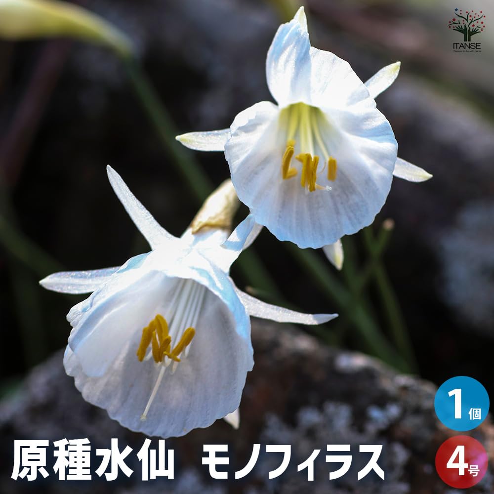 水仙様 Amazon.co.jp: ITANSE 原種水仙 モノフィラス 4号 1個売り【純白