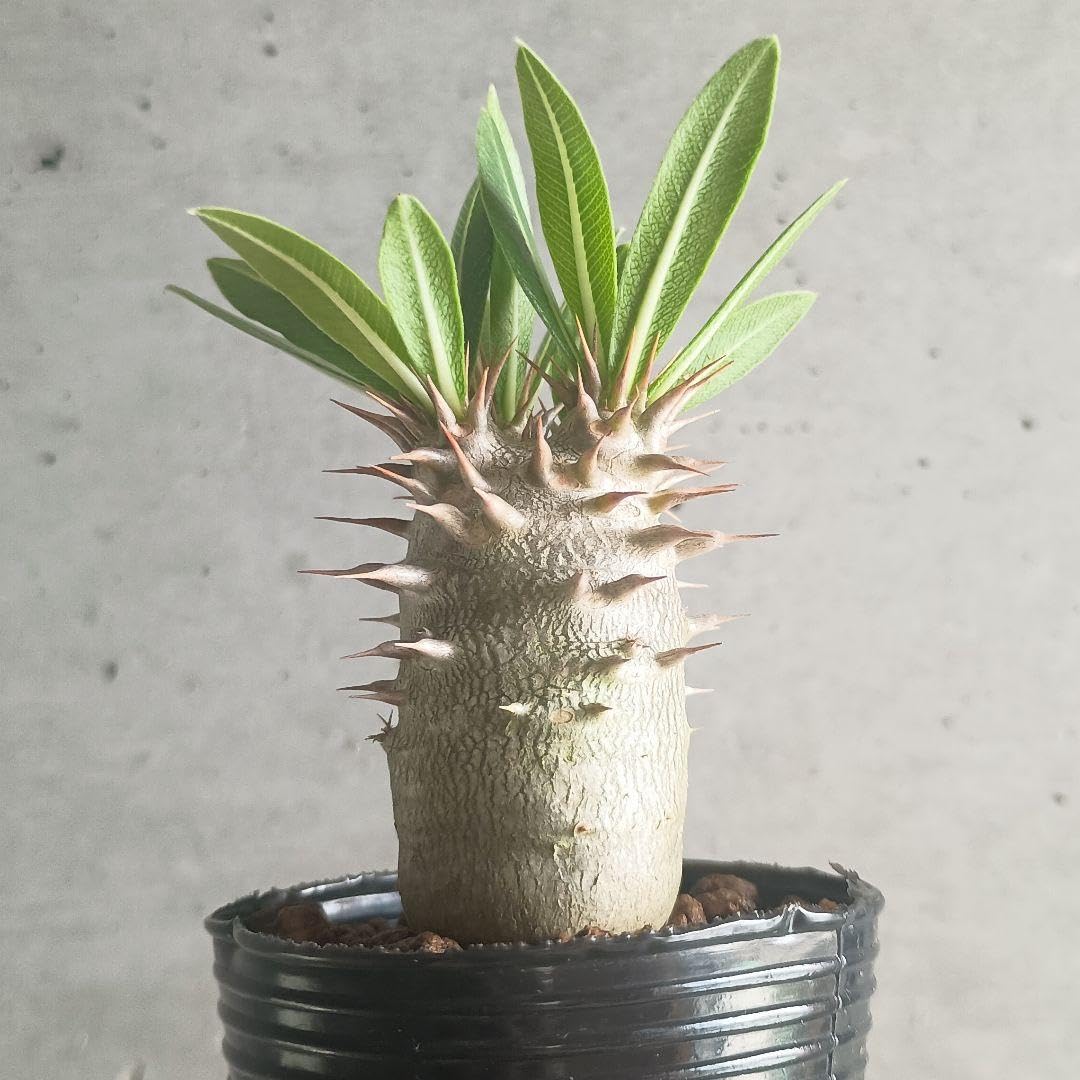 Amazon｜パキポディウム ホロンベンセ 鉢ごと 苗｜観葉植物 オンライン通販