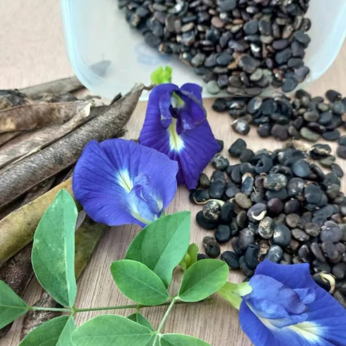 35 Premium Butterfly Pea Flower Seeds (Clitoria Ternatea) | Non-GMO Open-Pollianted Edible Tropical Vine Seeds for Home Garden Tea & Landscaping