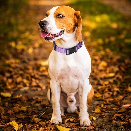 Miniatura 2 de Alainzeo Paquete de 2 collares de nailon para perros, collares clásicos ajustables para perros pequeños, medianos y grandes, M (rojo, morado)