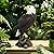 VV-Ladybug Garden Decor Sculptures Statues Outdoor, Bald Eagle Statue Christmas Animal Decoration, Home Patio Decor Gardening Gifts for Porch,12.99Inch Tall