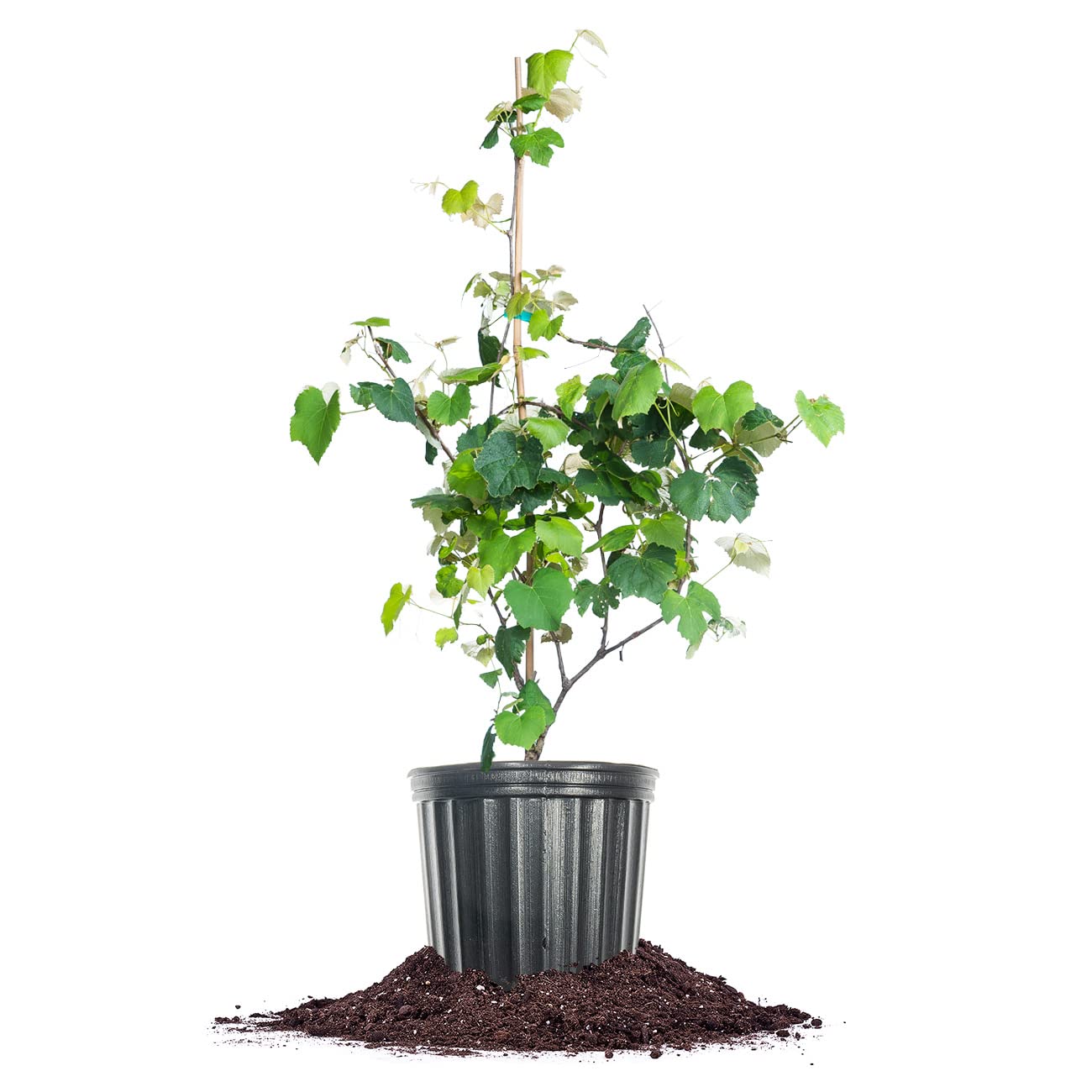 Perfect Plants Concord Grape Vine in 3 Gallon Pot