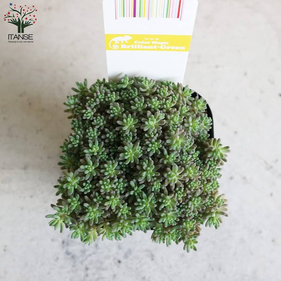 Amazon.co.jp: セダム・ルベンス リザード 3号ポット 2個セット