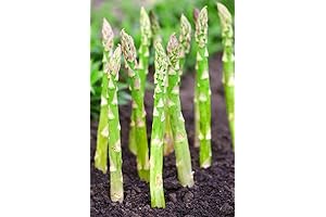 Millennium Asparagus Bare Root Plants - 2 Year Old Crowns