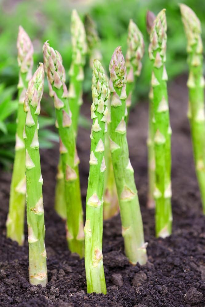 Amazon.com : Millennium Live Asparagus Bare Root Plants