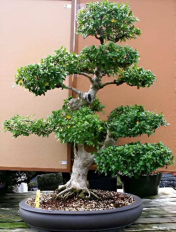China Bot Live Plant | Healthy Indoor Outdoor Bonsai Tree | Ficus Microcarpa Decorative Ornamental Green Foliage Plant for Home Garden Office Table Decor Pack of 1 | SS7-image-34