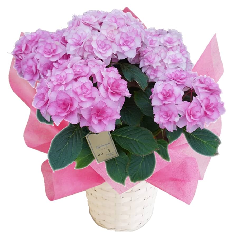 Amazon.co.jp: Barony Pink, Sakamoto Gardening, Tatsujin