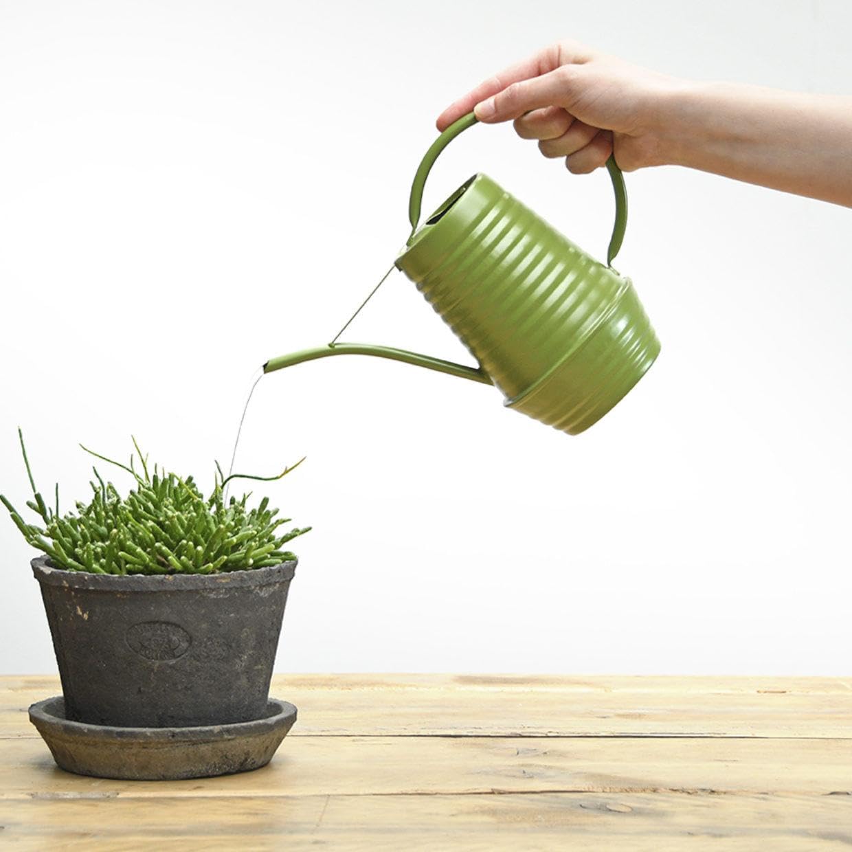 Regadera de Flores de Cinc para Interior, Verde, 1 Litro