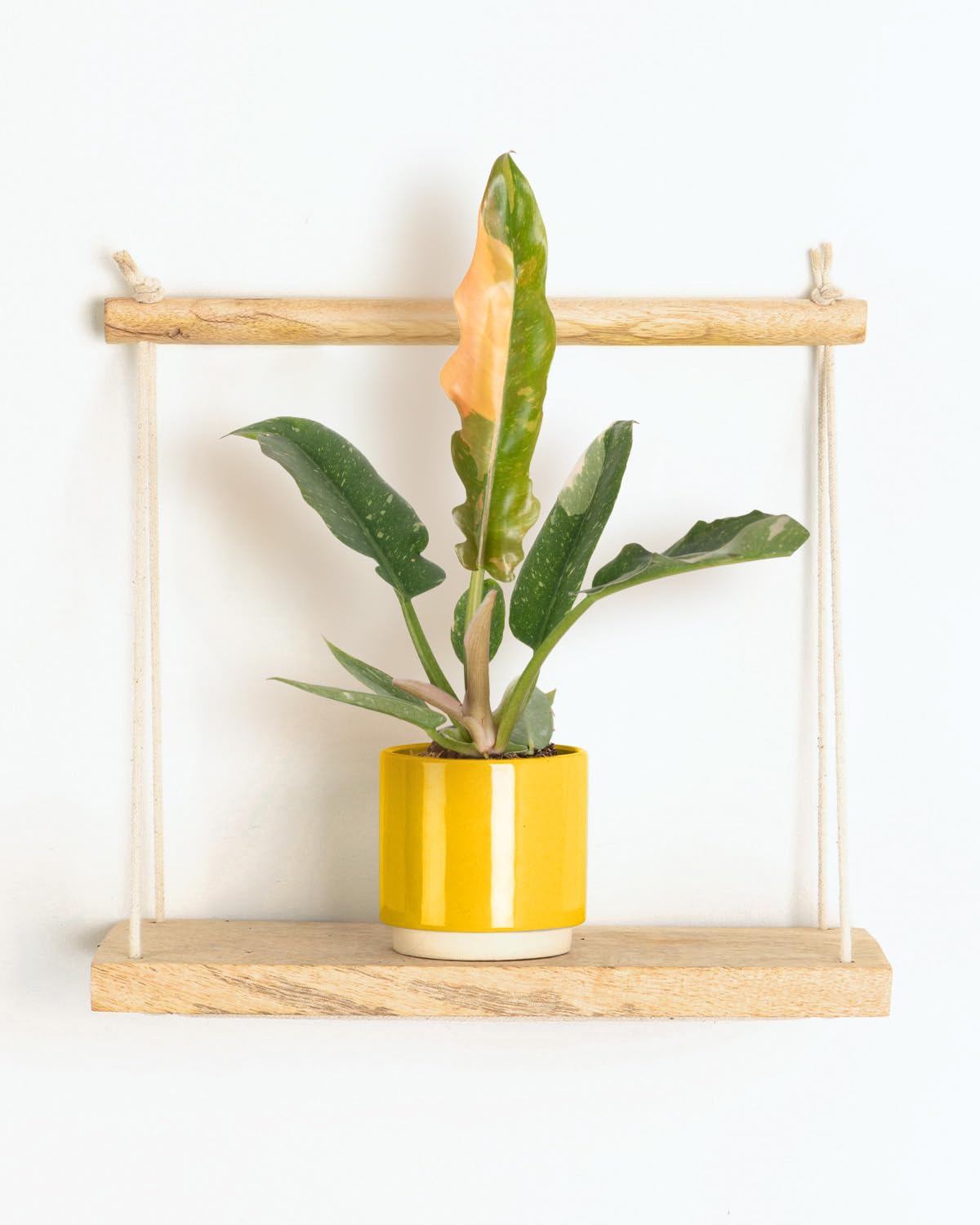 Prickle Plants Lil' Tiger Tooth - Indoor Decorative Houseplant with Distinctive Foliage, Easy Care Plant for Home or Office Spaces (10-20cm incl. 6cm Pot)