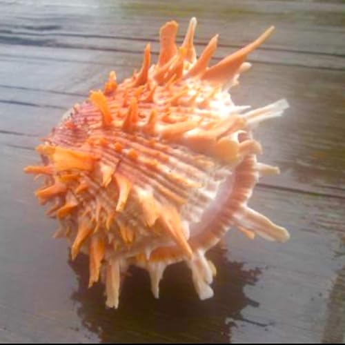 Miniatura 7 de ABCgems - Cuentas de concha de ostra espinosa color naranja y blanco del mar caribeño, fabricación de joyas naturales y orgánicas, ideal para