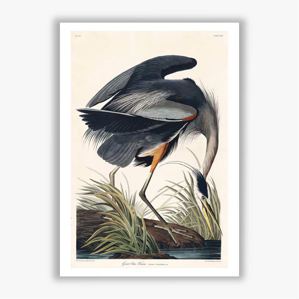 Ardea Herodias impression encadrée haut de gamme John James Audubon
