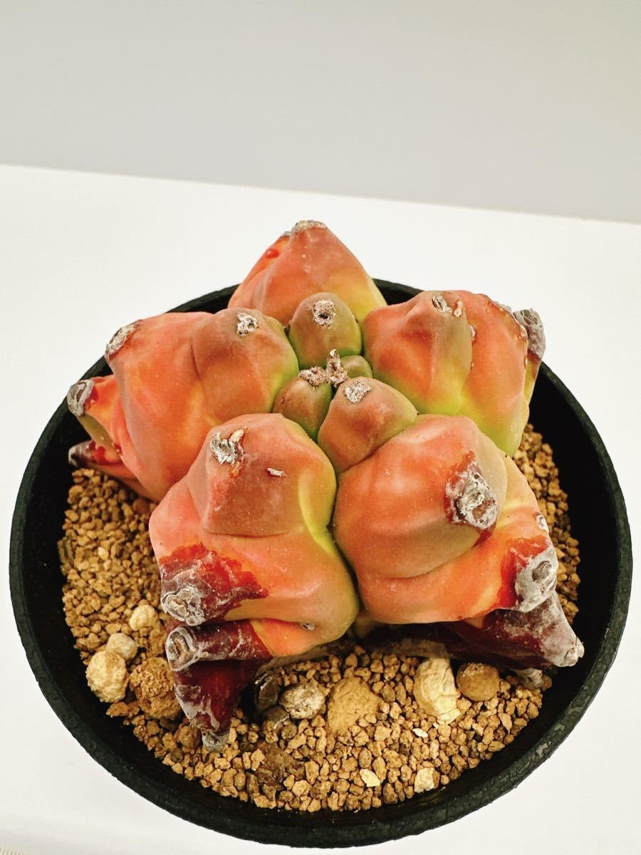 Amazon.co.jp: アストロフィツム 紅葉亀甲ヘキラン Astrophytum