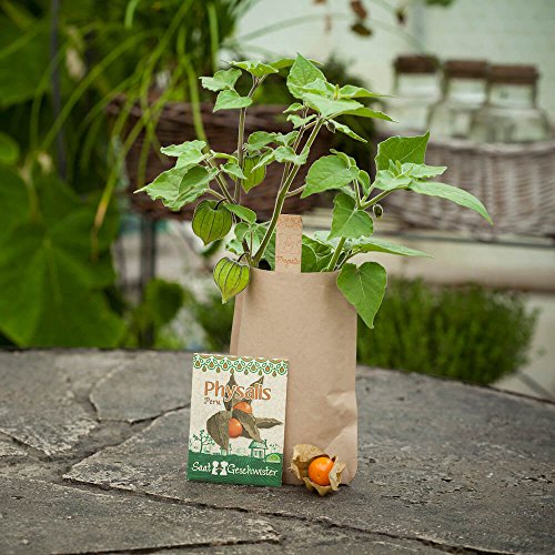 Die Stadtgärtner Minigarten Physalis "Peru" | Komplettes Anzuchtset für die süß-sauren Lampions | Gesiebte Erde, bestes Saatgut & eine ausführliche Anleitung - Image 5
