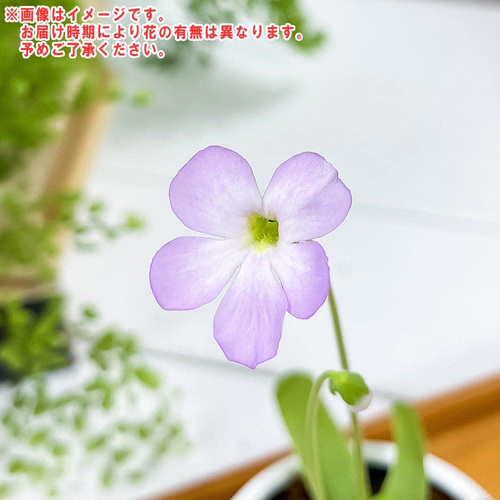 洋書_図鑑】ラテンアメリカのムシトリスミレ 洋書_図鑑】ラテン