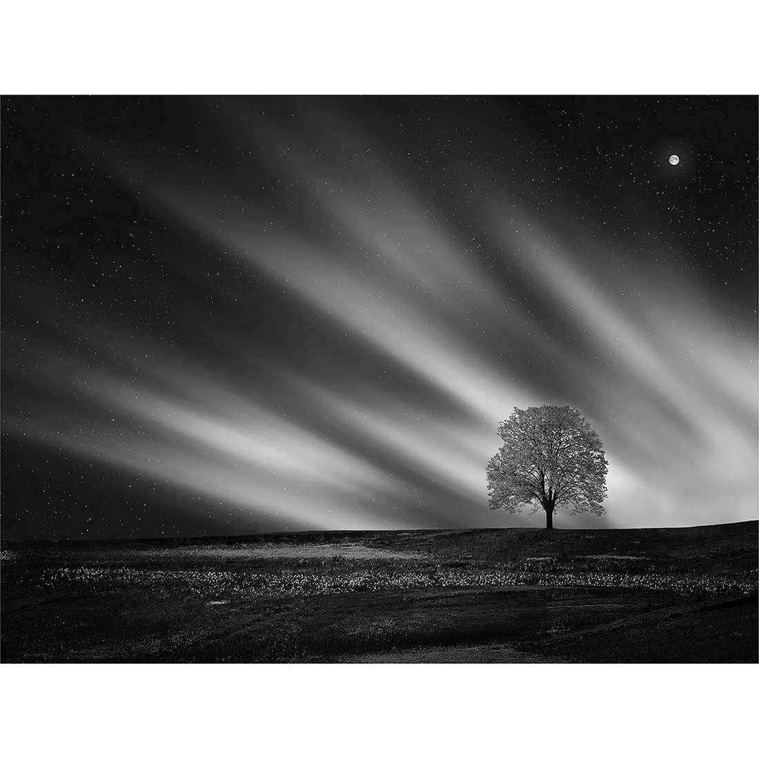 Wee Blue Coo Lone Tree Landscape Aurora Black White Art Print Poster Wall Decor 12X16 Inch
