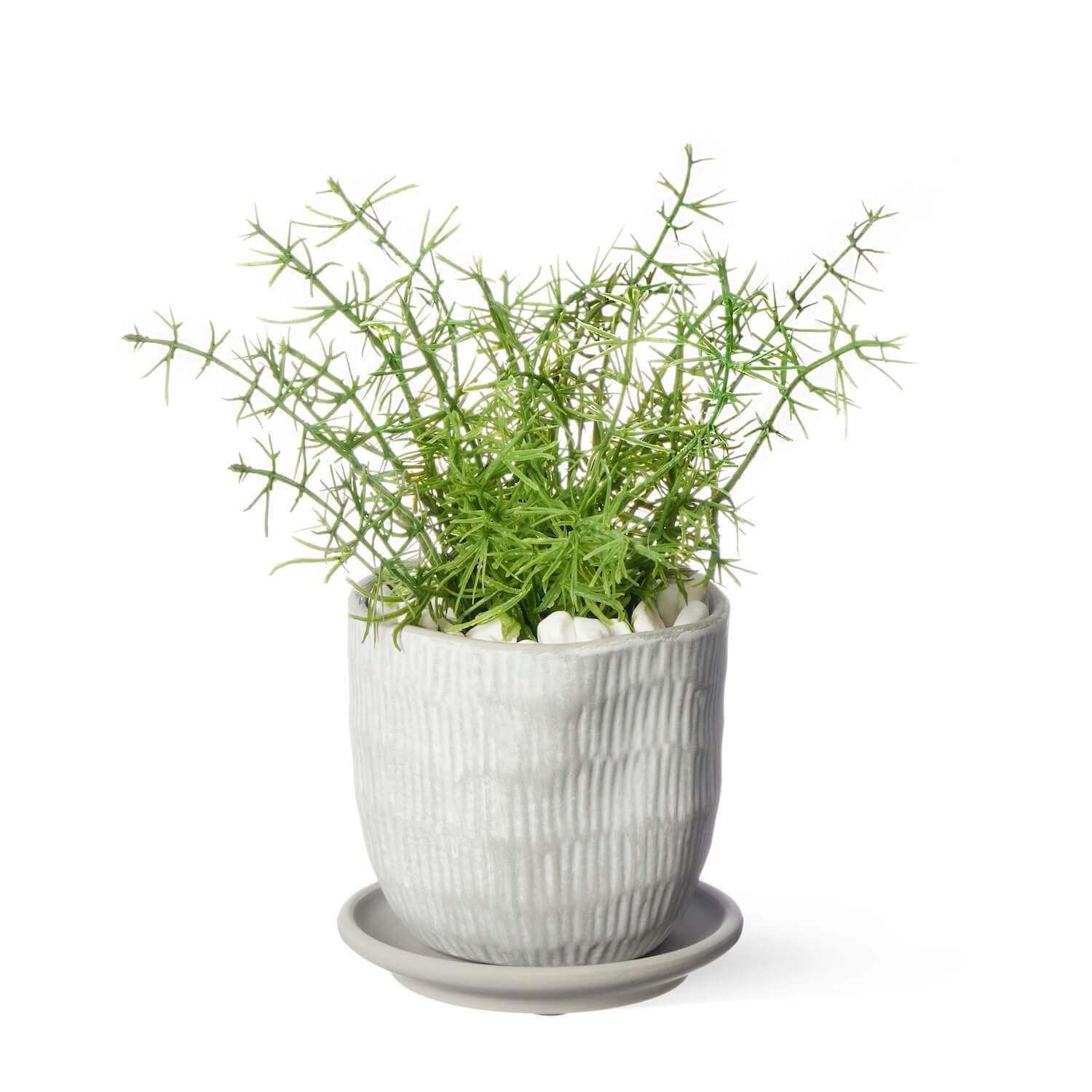 光触媒 人工観葉植物 ウォールグリーン フェイクグリーン アスパラガス