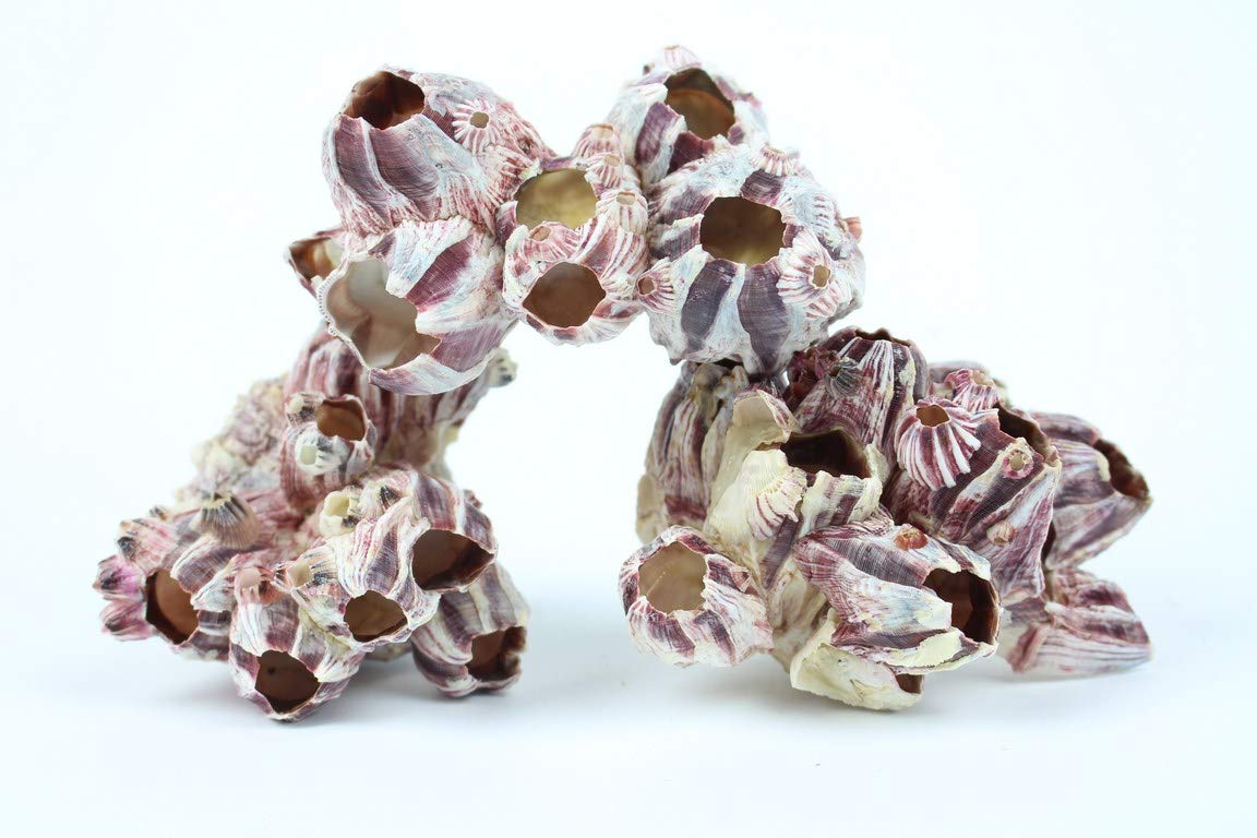 Aquarium Decoration Shell Largre Ornament Malawi Cichlid Fish Tank Hideout BARNACLE (XS, Barlacle)