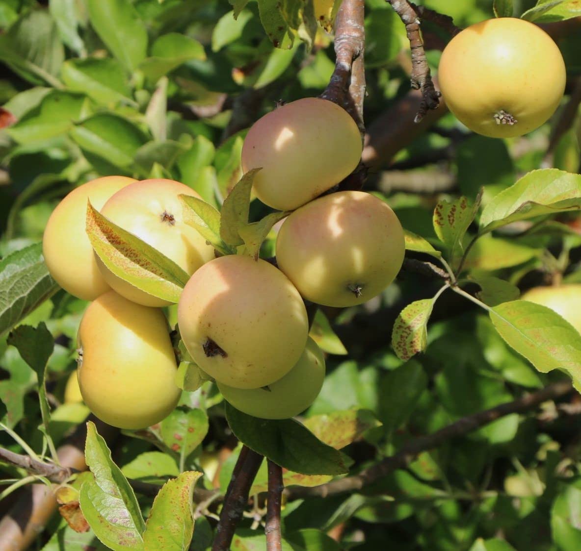 Apfelbaum Kitaika Medoк, Miniapfel Medok, Honigapfel