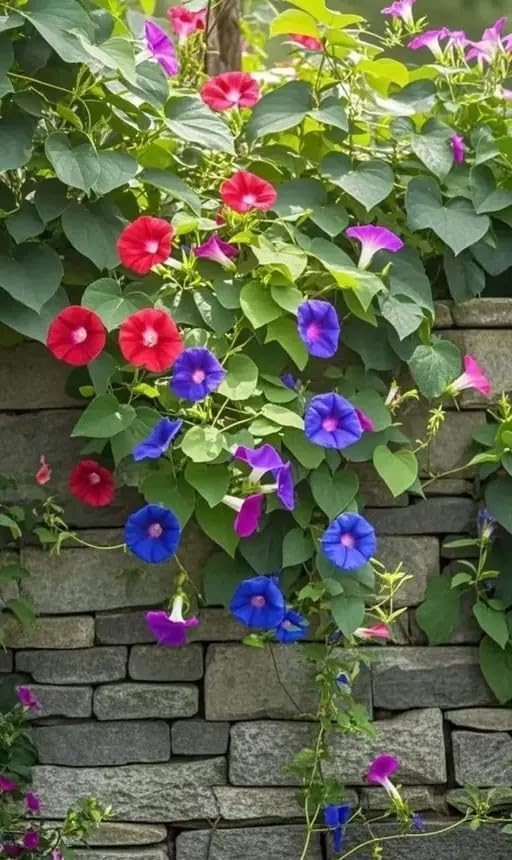 Image of Morning Glory Flower Seeds 25 Plus Mixed Color for Planting Climbing Vine Flower Seeds for Home Garden Balcony Terrace Easy Grow Fast Growing Blooming Plants Indoor Outdoor Gardening (morning glory..)