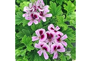 1,000 Mosquito-Repellent Citronella Plant Seeds