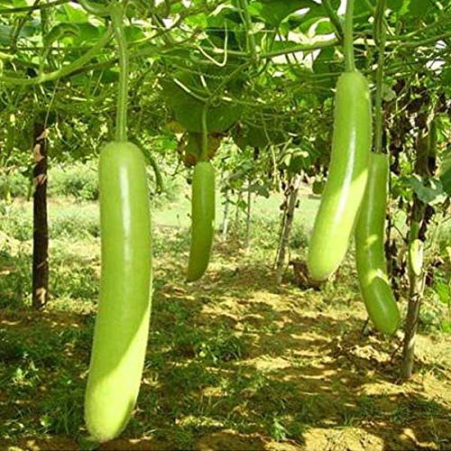 Golden Hills Farm Bottle Gourd Seeds F1 Hybrid For Large Area Commercial- 50 seeds (B093QH9MSG) Amazon Price History, Amazon Price Tracker