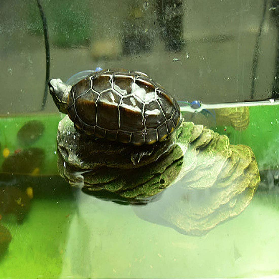 PINVNBY Turtle Basking Platform Tortoise Resin Dock Tortoise Climbing Ramp Shale with Suction Cup Adjustable Resting Terrace Lizard Climbing Platform for Frogs Newts (Small:6.0â€?Lx2.7â€?Wx2.7â€?H)