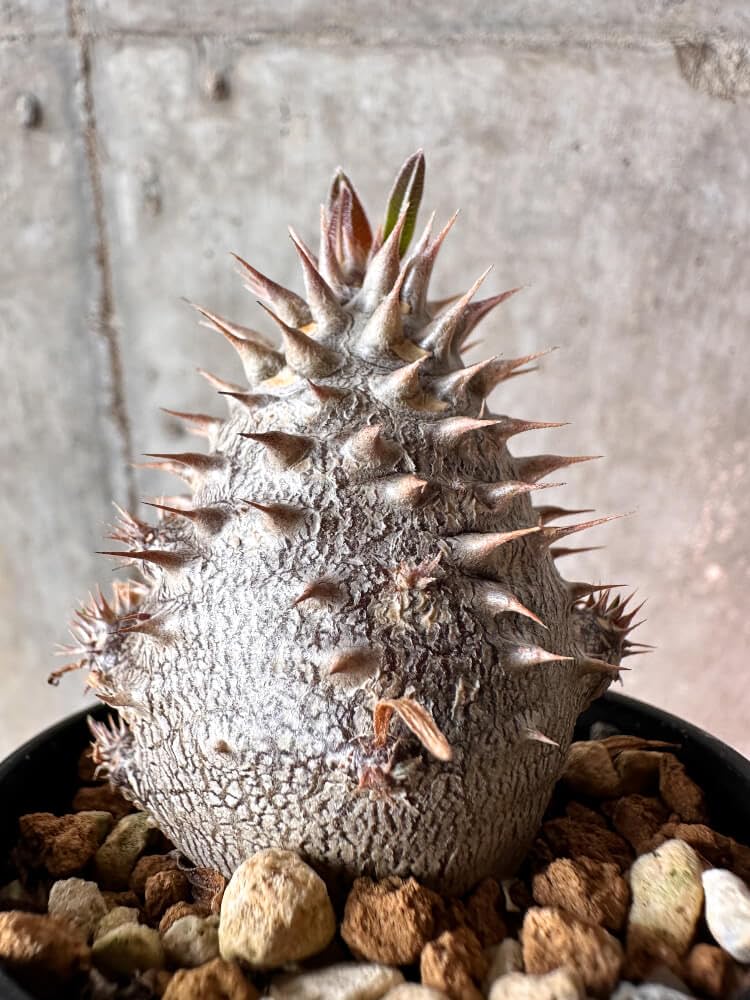 Amazon｜【現品限り】パキポディウム・デンシフローラム【A49