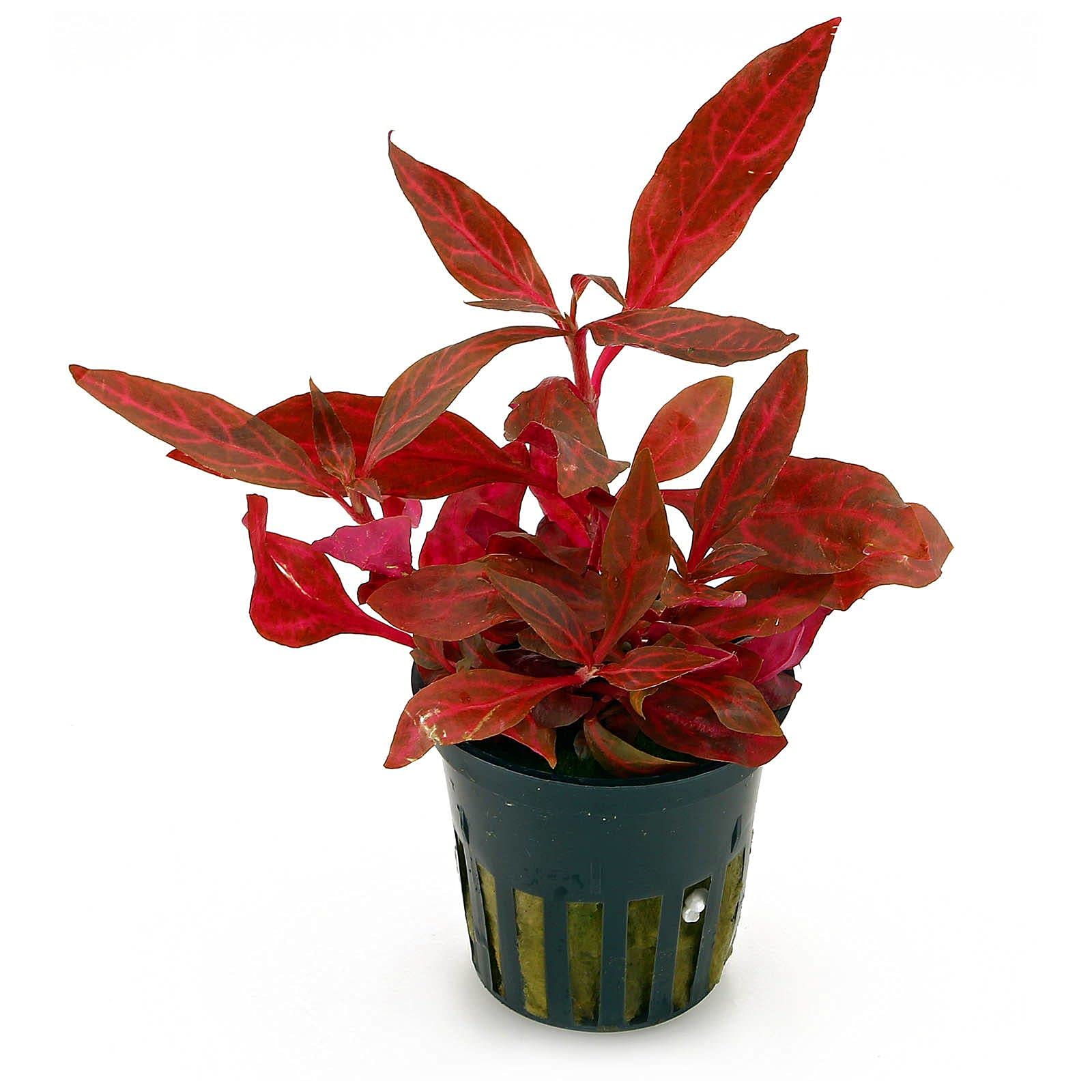 Maalavya Alternanthera Reineckii Mini (8 to 10 Stems) Live Aquarium Aquatic Plant With Pot (B0BN43NLS5) Amazon Price History, Amazon Price Tracker