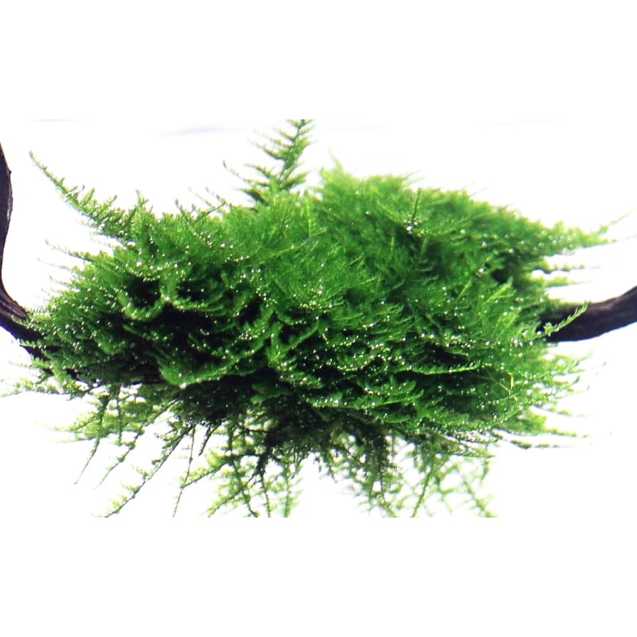 Tropica Christmas Moss - Muschio Natalizio Per Acquari 1-2 Grow: Facile E Sicuro Per Gamberetti! - Foto 8