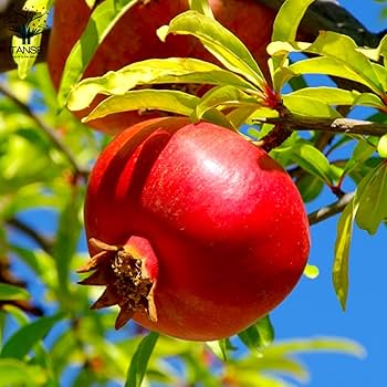 ザクロの木 ザクロ – はなもく散歩