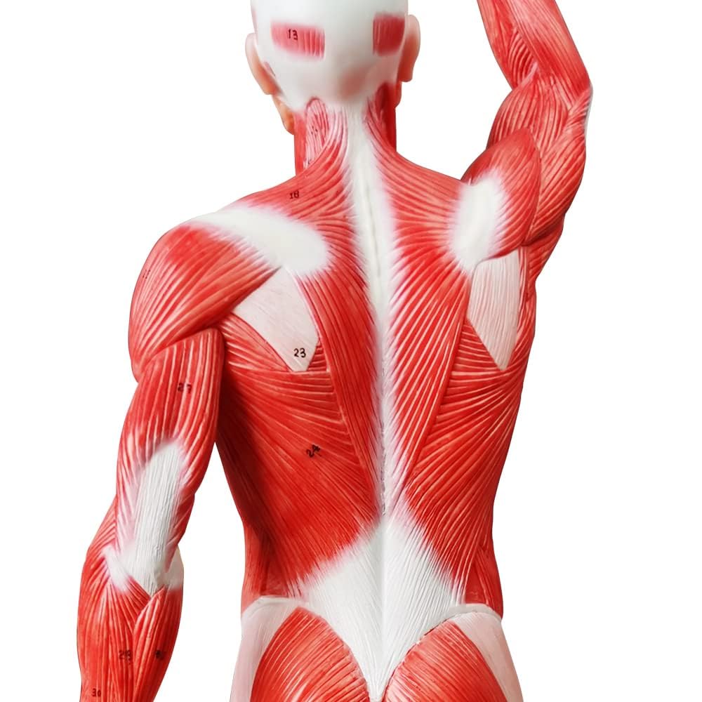 EVOTECH SCIENTIFIC Un modèle de squelette humain 1/4 grandeur de 21 pouces de haut pour l'anatomie, y compris le crâne, la colonne vertébrale, les os, les mains articulaires et les pieds