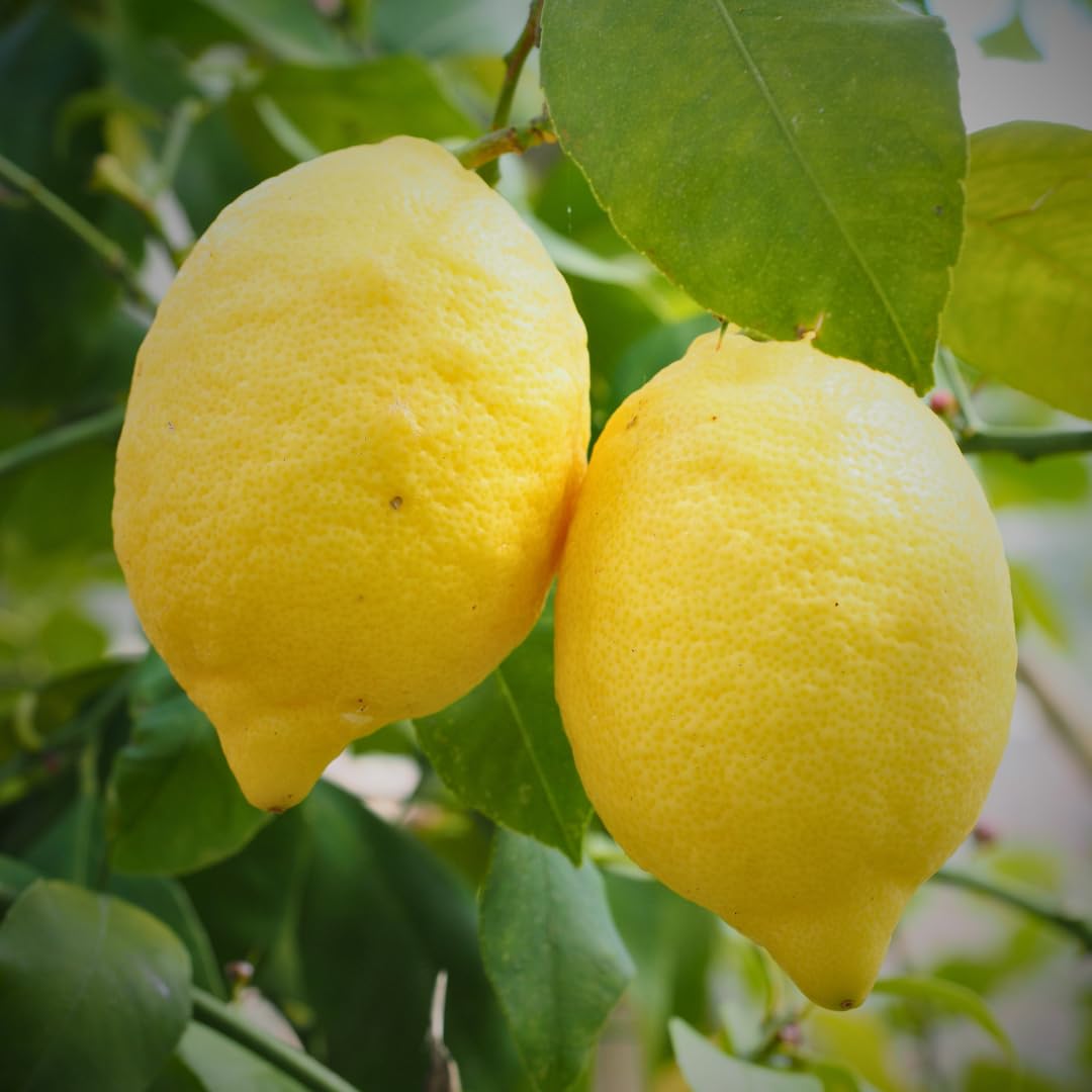 Agrumes au citron Feminello Caroubier Arbre fruitier Hauteur: 150~160 cm Pot: 26 cm