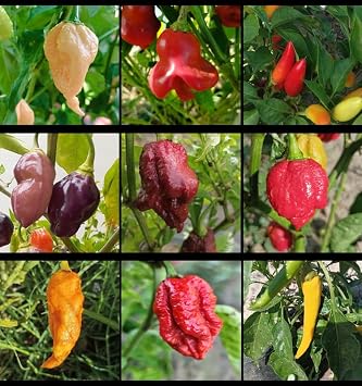 SUPER HOT 10+++ , 9 hottest chili peppers in the world , 90 seeds, pack 5